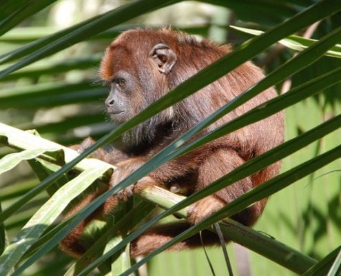 Affe Dschungel Peru